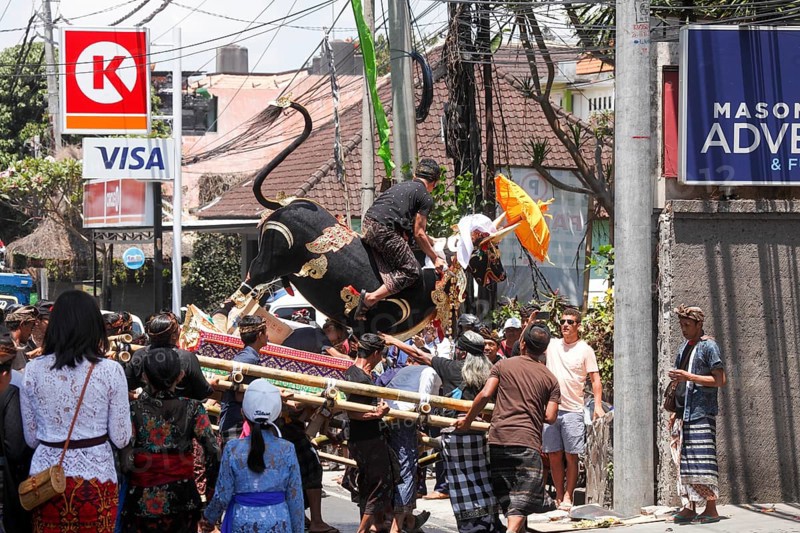 A boy sits on a bull, on the way to the cremation site, at a corpse cremation, Ubud, Bali, Indonesia, Asia