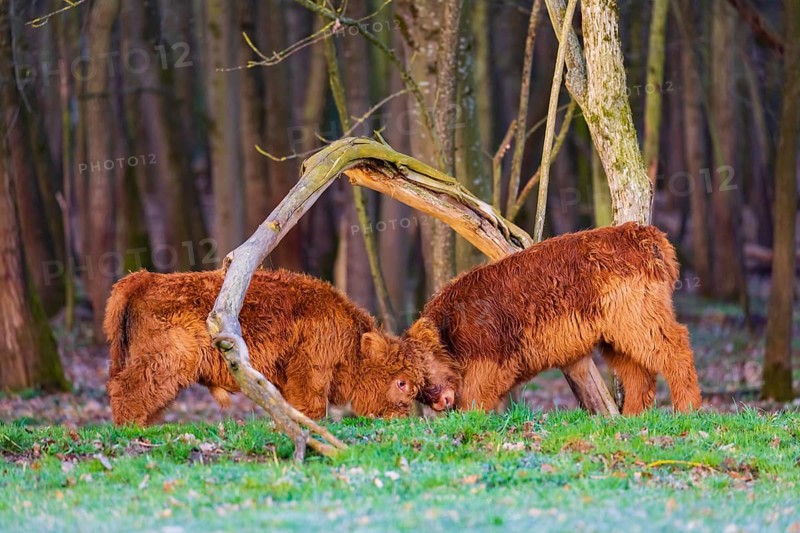 Two Highland calves (Bos (primigenius) taurus) playfighting
