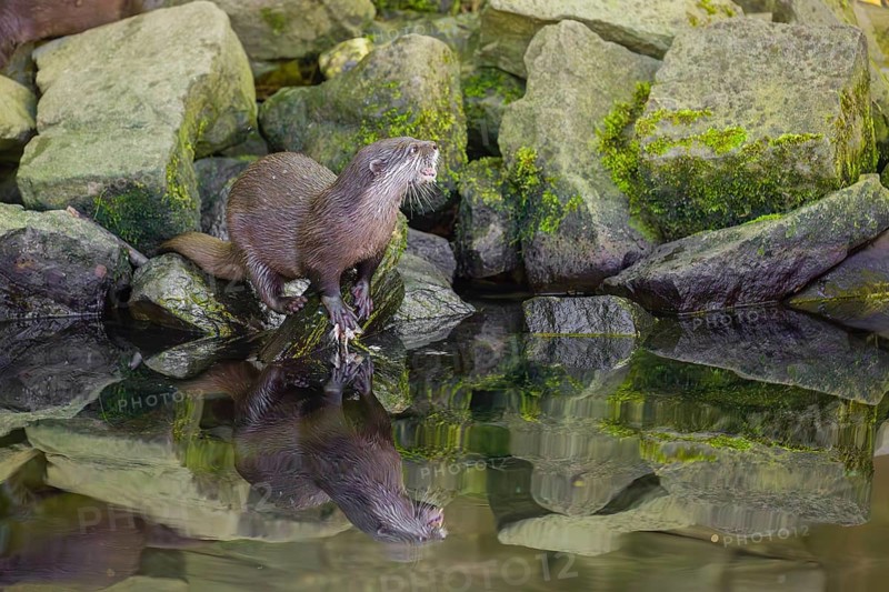 An oriental small-clawed otter or Asian small-clawed otter (Aonyx cinerea) stands on a rocky shore and eats a fish The otter is reflected in the smooth water