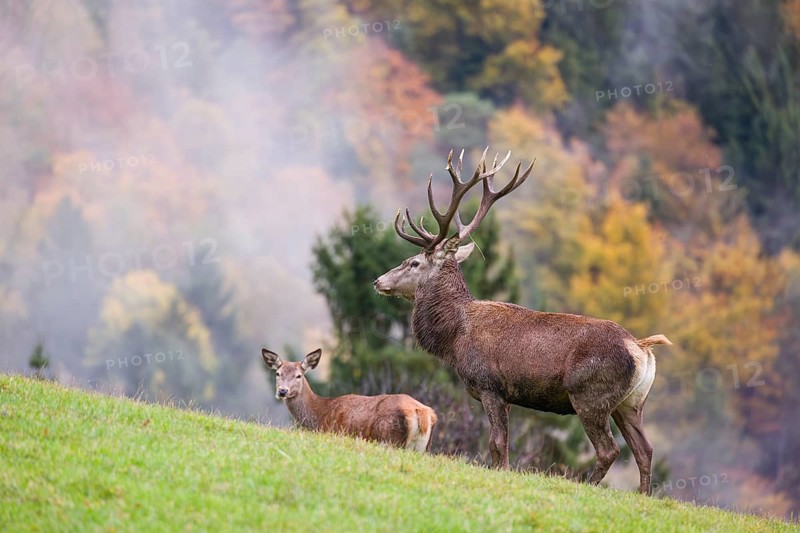 A red deer stag (Cervus elaphus) and a hind are standing in a meadow in hilly terrain. A forest with autumn leaves can be seen in the background. Wisps of mist drift over the forest