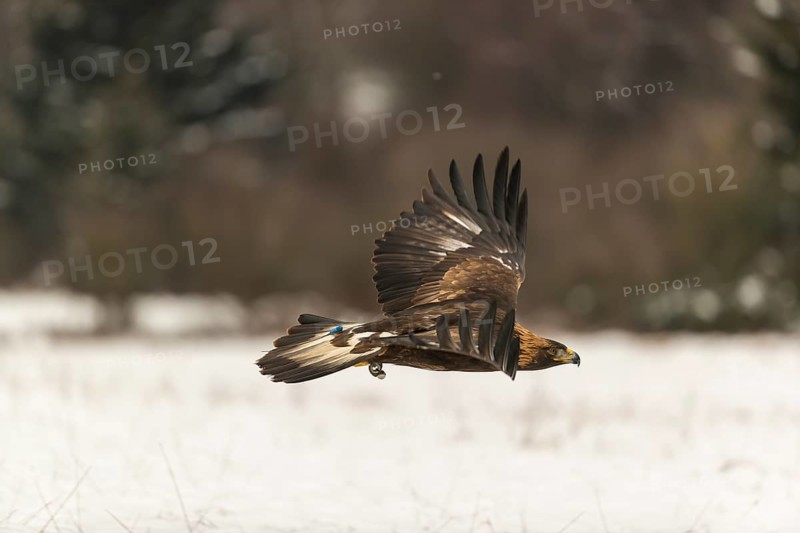 One golden eagle (Aquila chrysaetos) flying over a snowy meadow. A forest in the background. Carries a GPS Transmitter on it's back