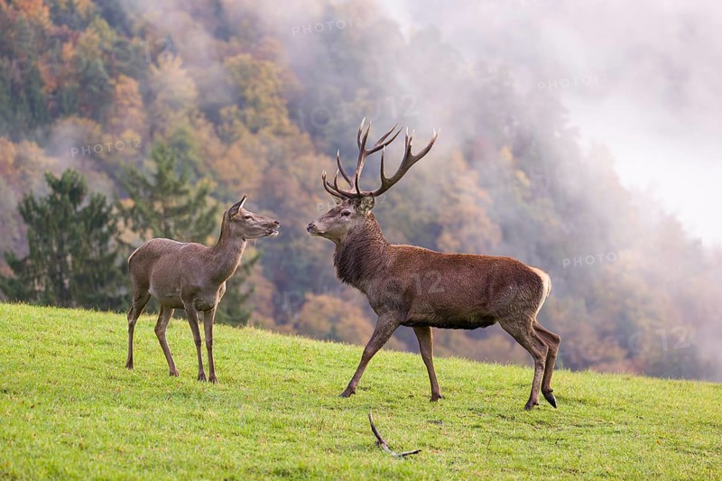 A red deer stag (Cervus elaphus) and a hind are standing in a meadow in hilly terrain. A forest with autumn leaves can be seen in the background. Wisps of mist drift over the forest