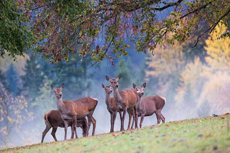 Five red deer hinds (Cervus elaphus) stand in a meadow, A forest with autumn leaves can be seen in the background. Wisps of mist drift over the forest