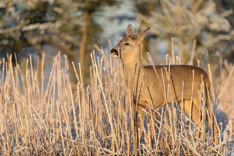 Roe deer standing in hoar frosted dead stinging nettle at minus 15 °C at sunrise. Licking off the hoar frost. Trees and dead stinging nettle in background