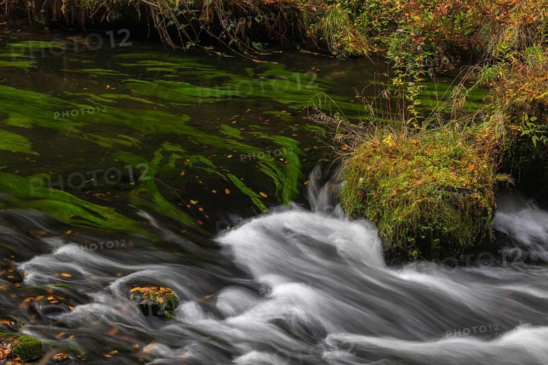 Flowing water with ferns and rocks in the Edmunds Gorge in autumn. River Kamnitz, Hrensko, Ustecky kraj, Czech Republic, Europe