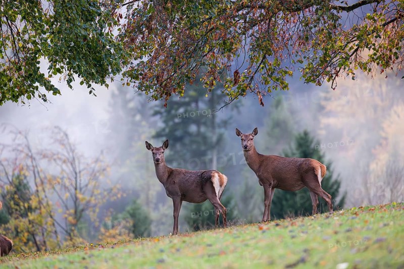 Two red deer hinds (Cervus elaphus) stand in a meadow, A forest with autumn leaves can be seen in the background. Wisps of mist drift over the forest