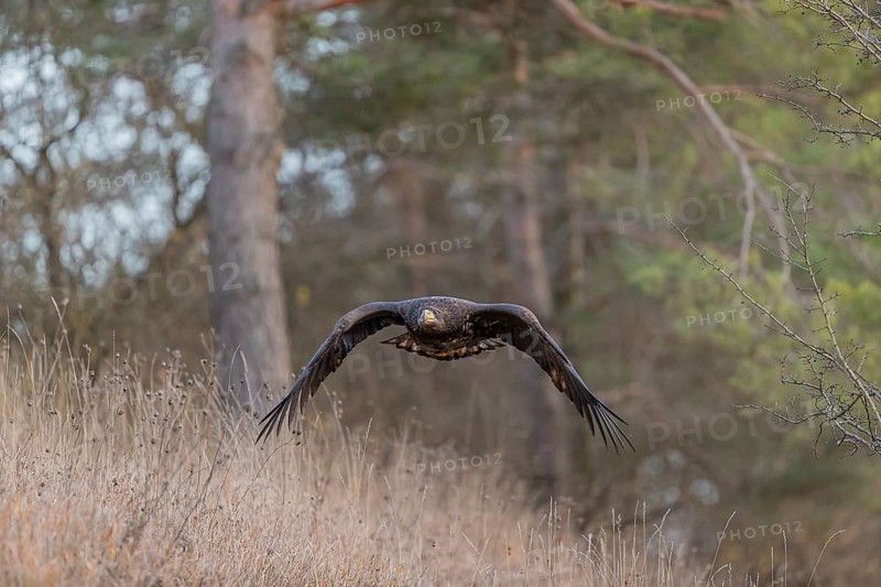 One white-tailed eagle (Haliaeetus albicilla) flying off of a pine tree standing in dry grass on hilly ground. A pine forest in the background