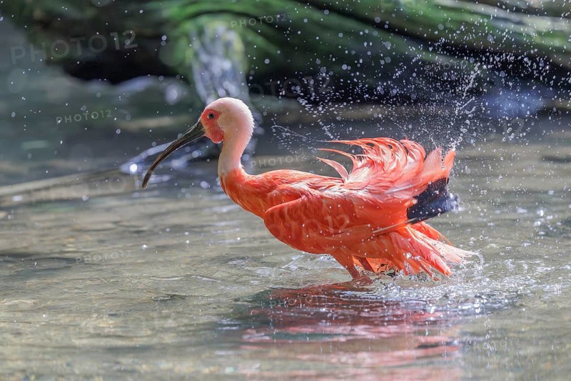 A scarlet ibis (Eudocimus ruber) stands bathing in the shallow water of a riverbank. Water splashes in the beautiful backlight