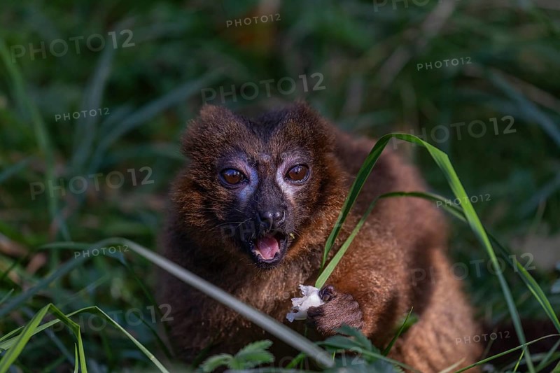 One red-bellied lemur (Eulemur rubriventer) sitting on grass, feeding on a leaf. Green vegetation in the background