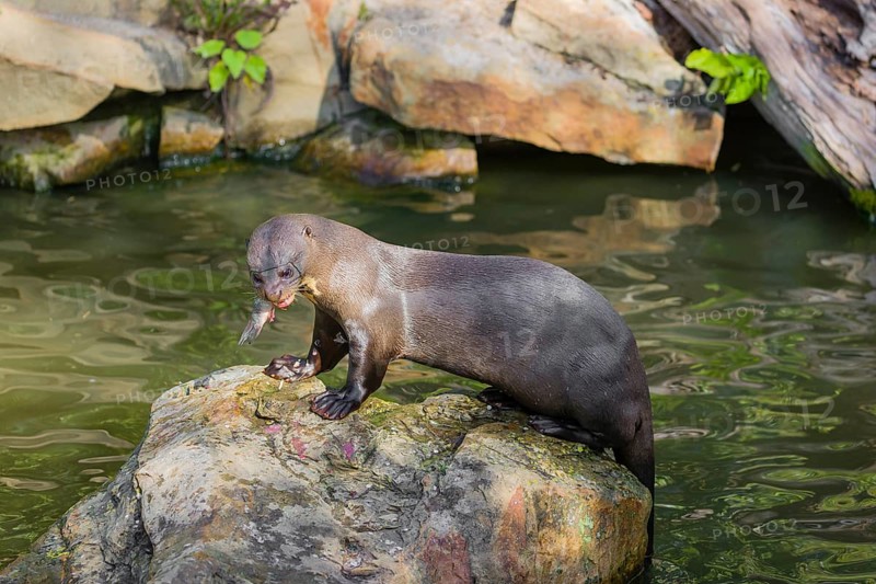 A giant otter or giant river otter (Pteronura brasiliensis) sits on a rock in the shallow water of a small river and eats a catfish