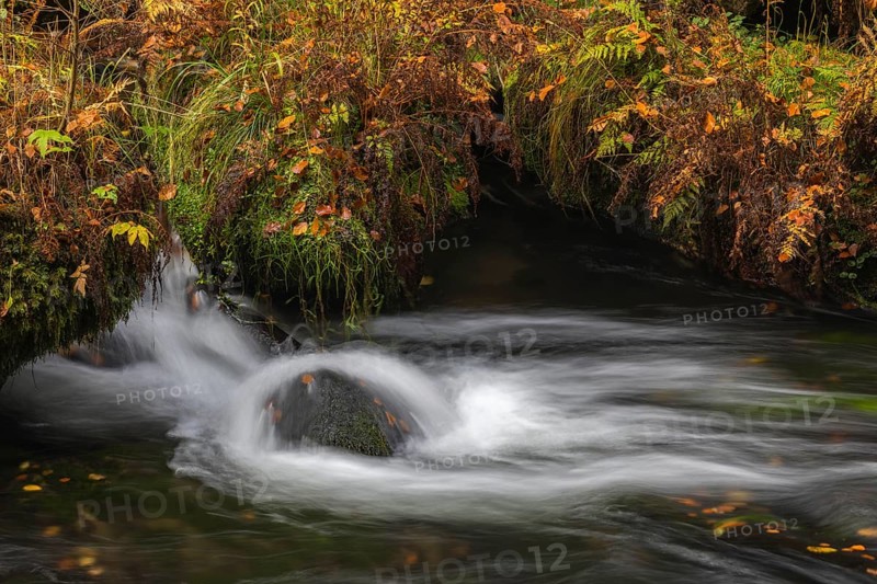 Flowing water with ferns and rocks in the Edmunds Gorge in autumn. River Kamnitz, Hrensko, Ustecky kraj, Czech Republic, Europe