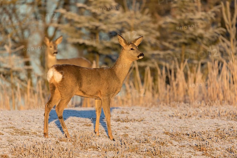 Roe deer on hoar frosted meadow at minus 15 °C at sunrise. Trees and dead stinging nettle in background