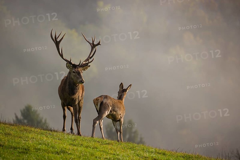A red deer stag (Cervus elaphus) and a hind are standing in a meadow in hilly terrain. A forest with autumn leaves can be seen in the background. Wisps of mist drift over the forest