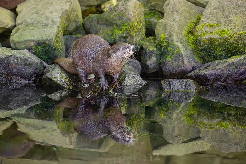 An oriental small-clawed otter or Asian small-clawed otter (Aonyx cinerea) stands on a rocky shore and eats a fish The otter is reflected in the smooth water
