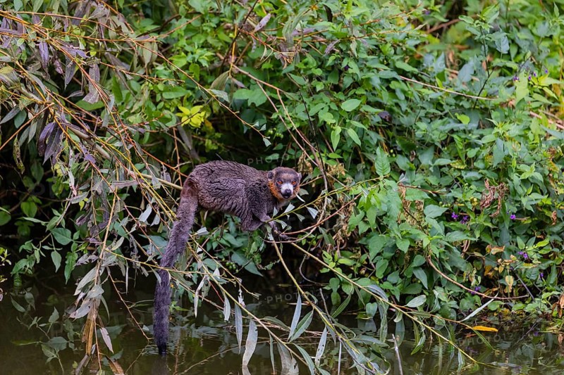 One male mongoose lemur (Eulemur mongoz) sitting on a twig in riparian vegetation, right above the water and eating leaves