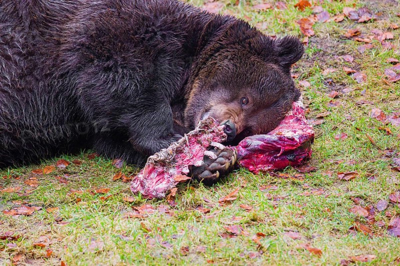 An adult brown bear (Ursus arctos arctos) lies on green grass in the forest and chews on a bone, using the carcass of its prey as a pillow