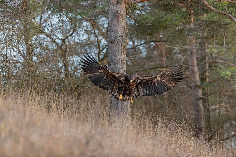 One white-tailed eagle (Haliaeetus albicilla) flying off of a pine tree standing in dry grass on hilly ground. A pine forest in the background