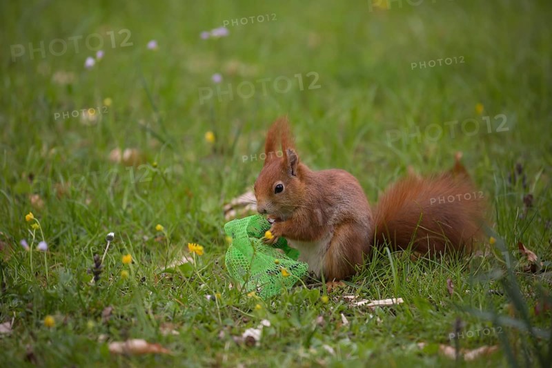 One Red squirrel or Eurasian red squirrel (Sciurus vulgaris) feeding on bird food in a plastic net. Dangerous for the squirrel