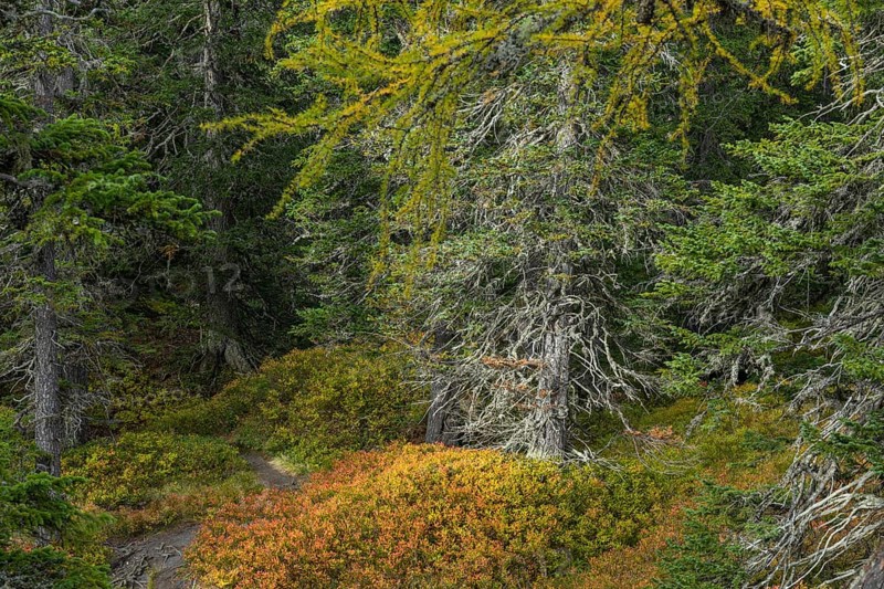View of an autumnal virgin forest with small ponds, dead trees and heather. Hohe Tauern NP, Kolm Saigurn valley head, Rauris Valley, Austria, Europe