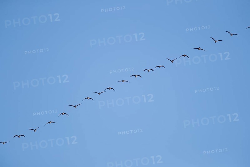 Greylag geese in relay flight in the sky, in the Großen Rosin Moor nature reserve, Mecklenburg-Vorpommern, Germany, Europe