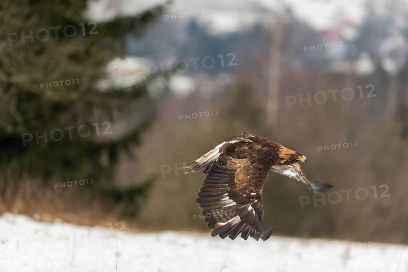 One golden eagle (Aquila chrysaetos) flying over a snowy meadow. A forest in the background. Carries a GPS Transmitter on it's back