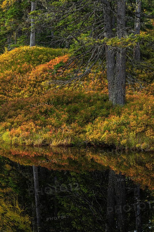View of an autumnal virgin forest with small ponds, dead trees and heather. Hohe Tauern NP, Kolm Saigurn valley head, Rauris Valley, Austria, Europe