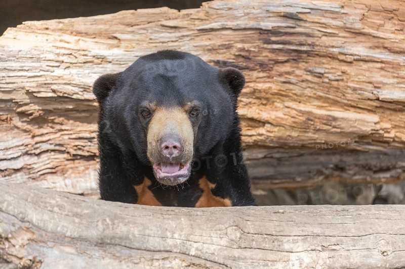 One Sun bear (Helarctos malayanus) peeking thru between two rotten logs
