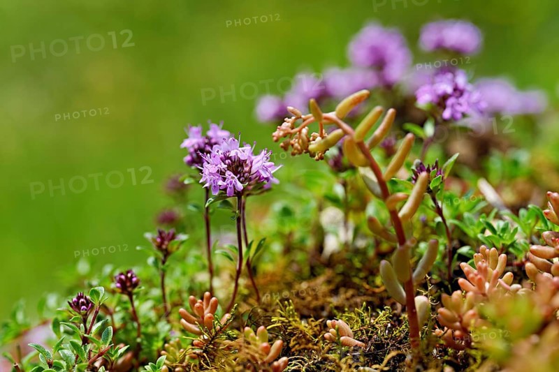 Wild broad-leaved thyme (Thymus pulegioides), Switzerland, Europe