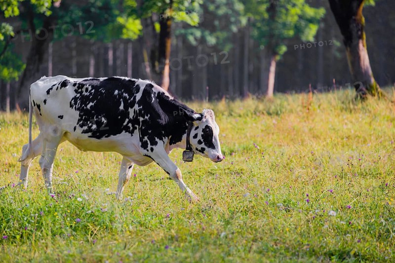 A Holstein Friesian cattle grazing on the alpine pasture with maple trees, Eng valley, Austria, Europe