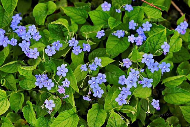 Blossoms of the forget-me-not (Myosotis), Switzerland, Europe