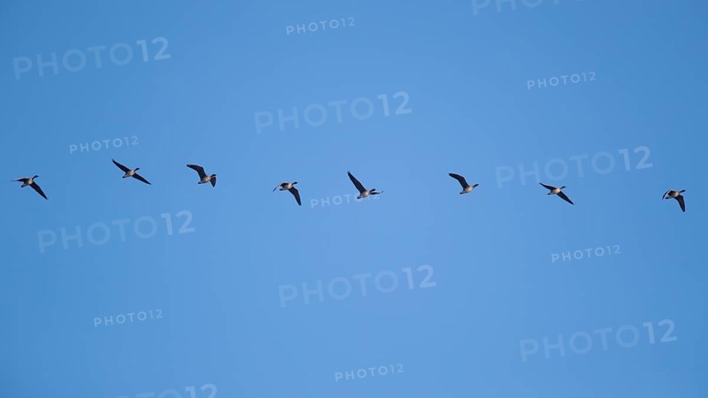 Greylag geese in relay flight in the sky, in the Großen Rosin Moor nature reserve, Mecklenburg-Vorpommern, Germany, Europe