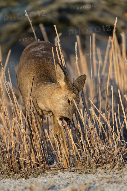 Roe deer standing in hoar frosted dead stinging nettle at minus 15 °C at sunrise. Licking off the hoar frost. Trees and dead stinging nettle in background
