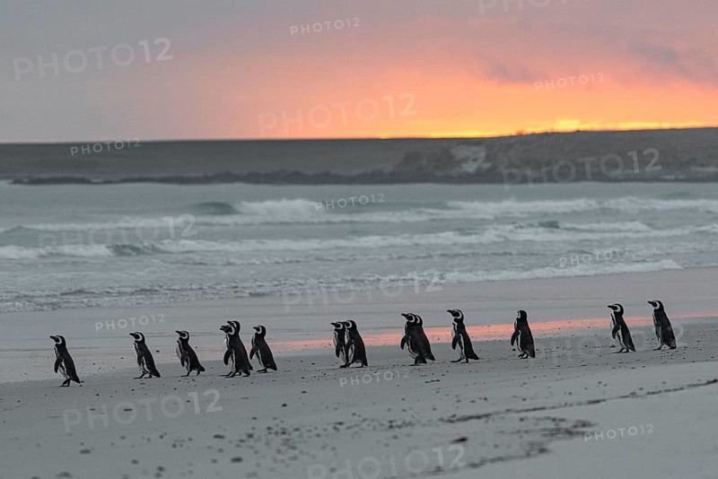 Magellanic penguins (Sphreniscus magellanicus), group in the morning light on their way to sea, Volunteer Point, Falkland Islands, Great Britain, South Atlantic, South America