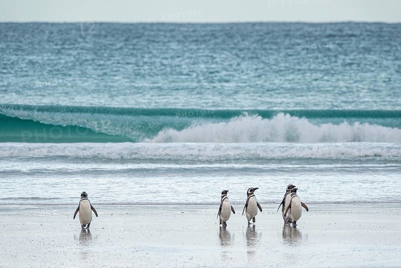 Magellanic penguins (Sphreniscus magellanicus) landing on a beach, Volunteer Point, Falkland Islands, Great Britain, South Atlantic Ocean, South America
