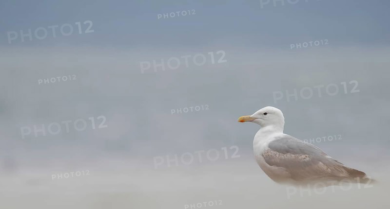 Herring Gull (Larus argentatus) sitting on a foggy beach, Amrum Island, Germany, Europe