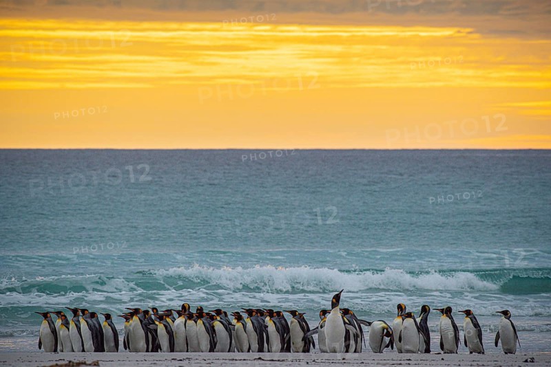 King penguins (Aptenodytes patagonicus), in the morning light on the beach, Volunteer Point, Falkland Islands, Great Britain, South Atlantic, South America