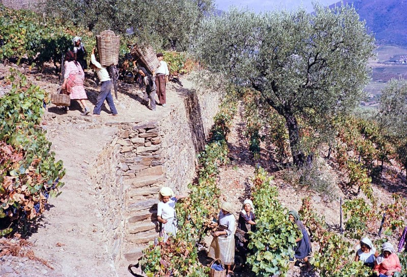 Eine Serie von Bildern über die Portweinproduktion in Portugal um 1960 - Menschen bei der Weinlese auf steilen Hangterrassen
