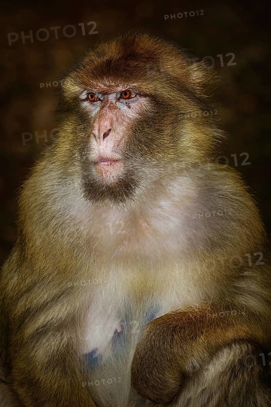Closeup Portrait of Barbary Macaque (Macaca Sylvanus) Salem, Germany, Europe