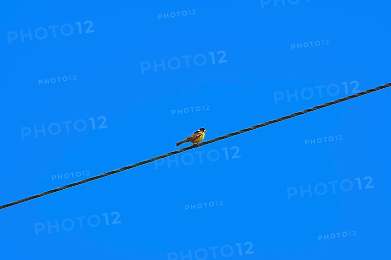 Black-headed Bunting Bird on the Wire. Minimalistic Image. Devna, Bulgaria, Europe