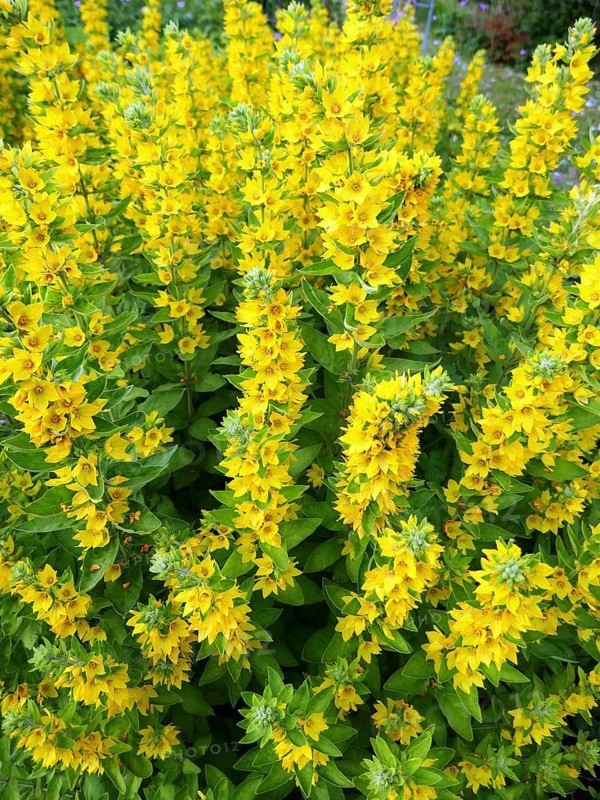 Golden fieldfare, yellow flowers