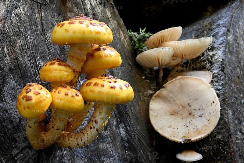 Goldfell-Schüppling (Pholiota aurivella, Pholiota cerifera), Lower Franconia, Bavaria, Germany, Europe