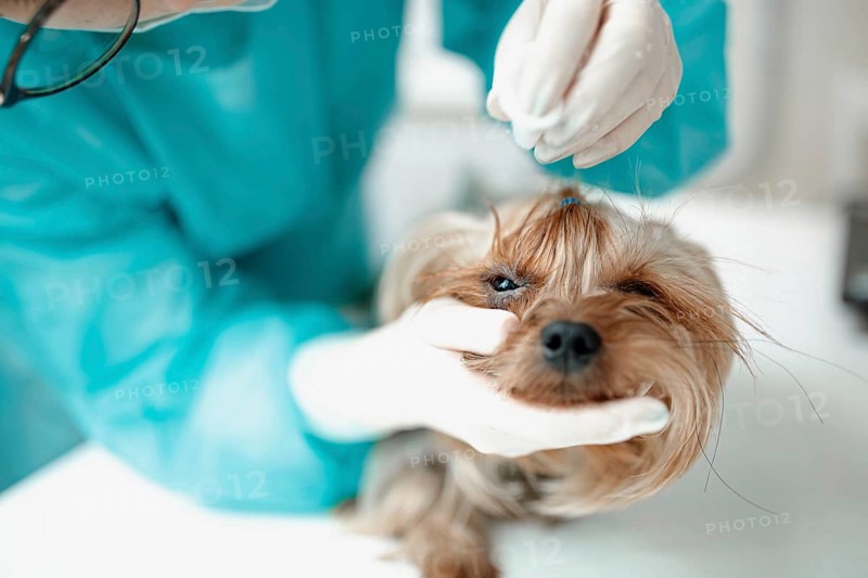 A veterinarian gently grooming a dog during an examination