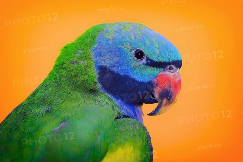 Lord Derbys Parakeet over the Yellow Background Varna