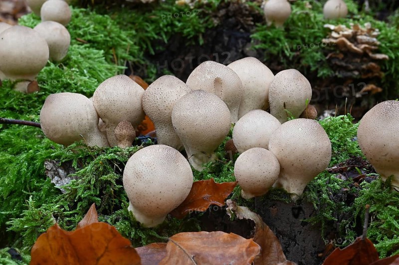 Birnenstäubling, Birnenbovist (Apioperdon pyriforme), Lower Franconia, Bavaria, Germany, Europe