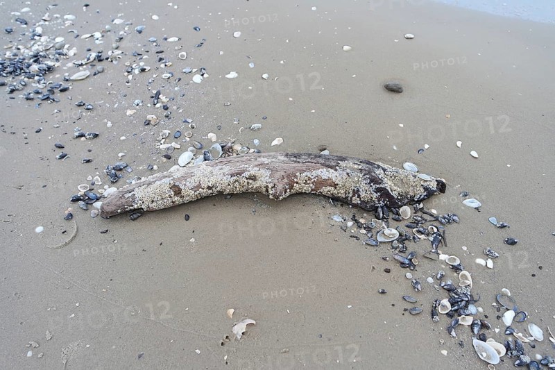 Flotsam on the beach