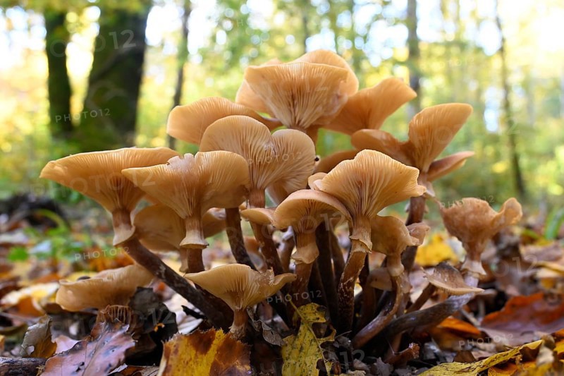Honey fungus, Armillaria polymyces, coniferous honey fungus, brown honey fungus, halli marsh (Armillaria ostoyae)