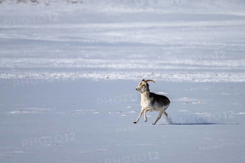 Marco Polo sheep (Ovis ammon polii), Pamir-Argali, Pamir wild sheep, female, Pamir plateau, Gorno-Badakhshan province, Tajikistan, Central Asia, Asia