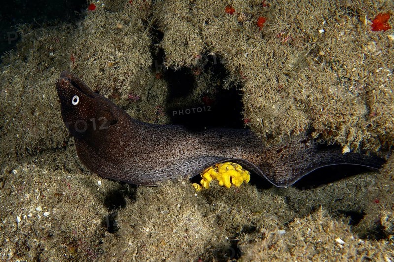 A Muraena augusti (Muraena augusti) hiding in a reef with yellow sea sponge, dive site Los Champignones, Las Galletas, Tenerife, Canary Islands, Spain, Europe