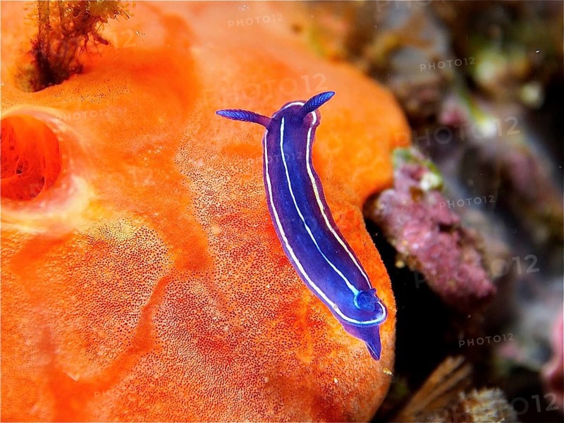 Blue nudibranch, magnificent star snail (Felimare tricolor), on Orange upholstery sponge (Reniera fulva), dive site Cap de Creus Marine Reserve, Rosas, Costa Brava, Spain, Mediterranean Sea, Europe