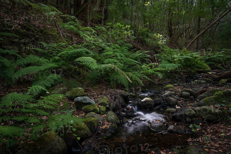 Stream in the cloud forest, laurel forest, Garajonay National Park, UNESCO World Heritage Site, La Gomera, Canary Islands, Spain, Europe